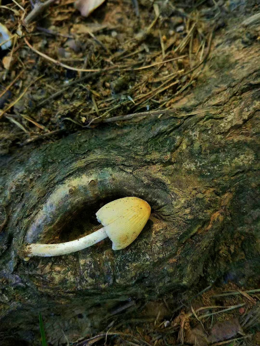 摘要图片