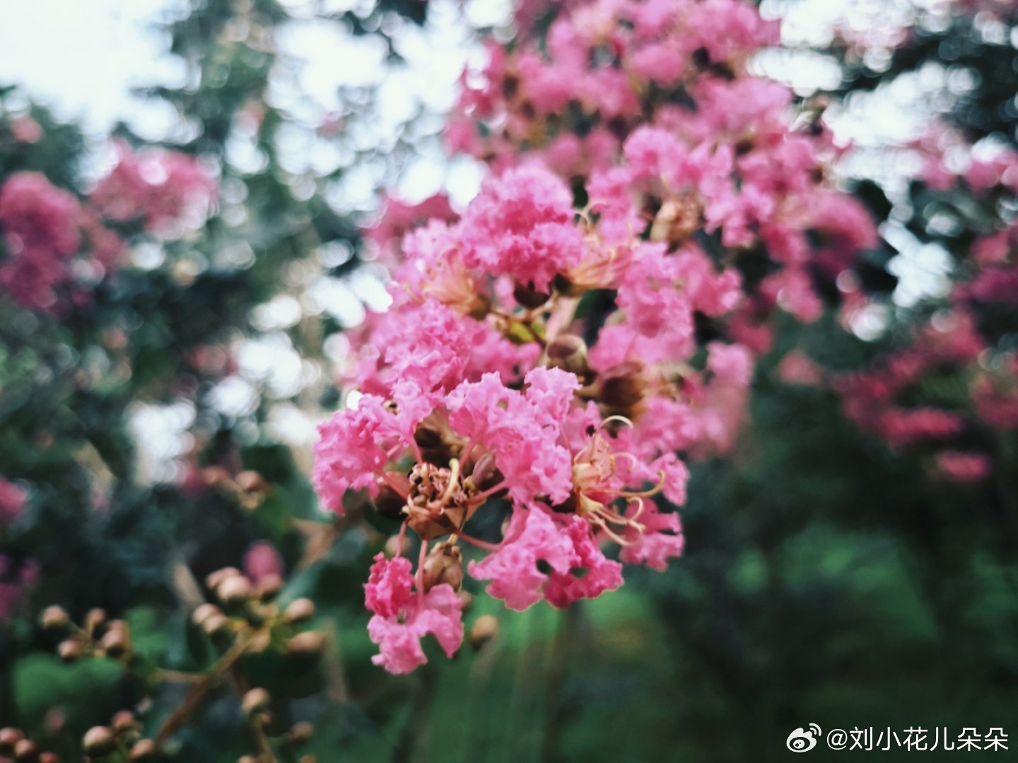 微博图片 4