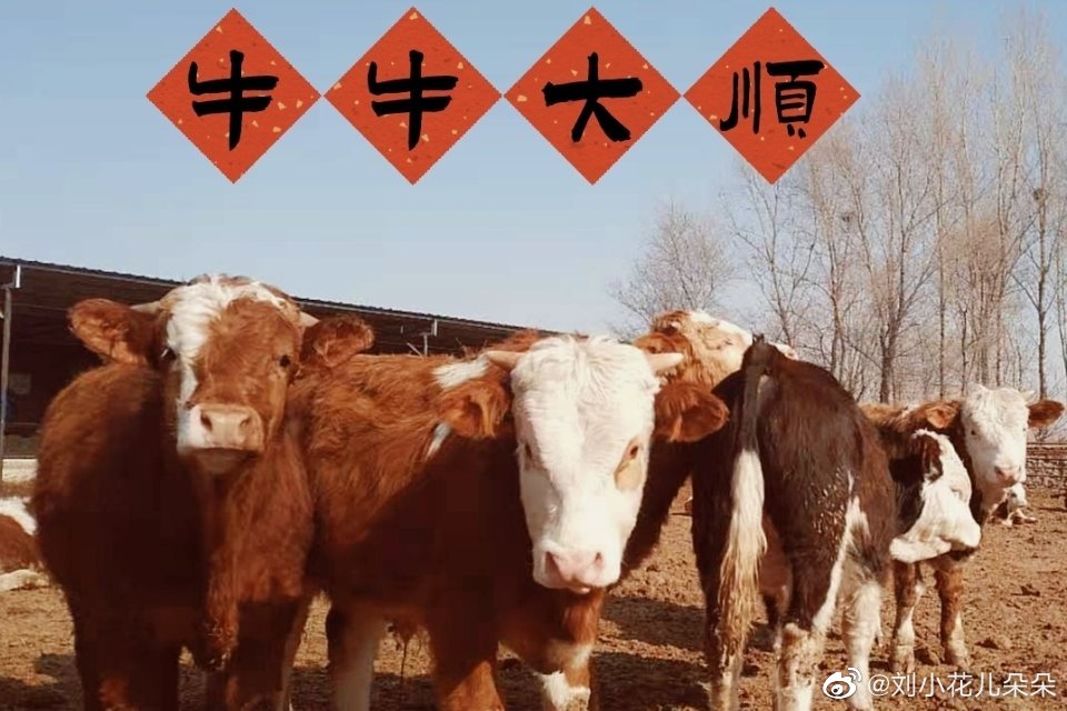 微博图片 3