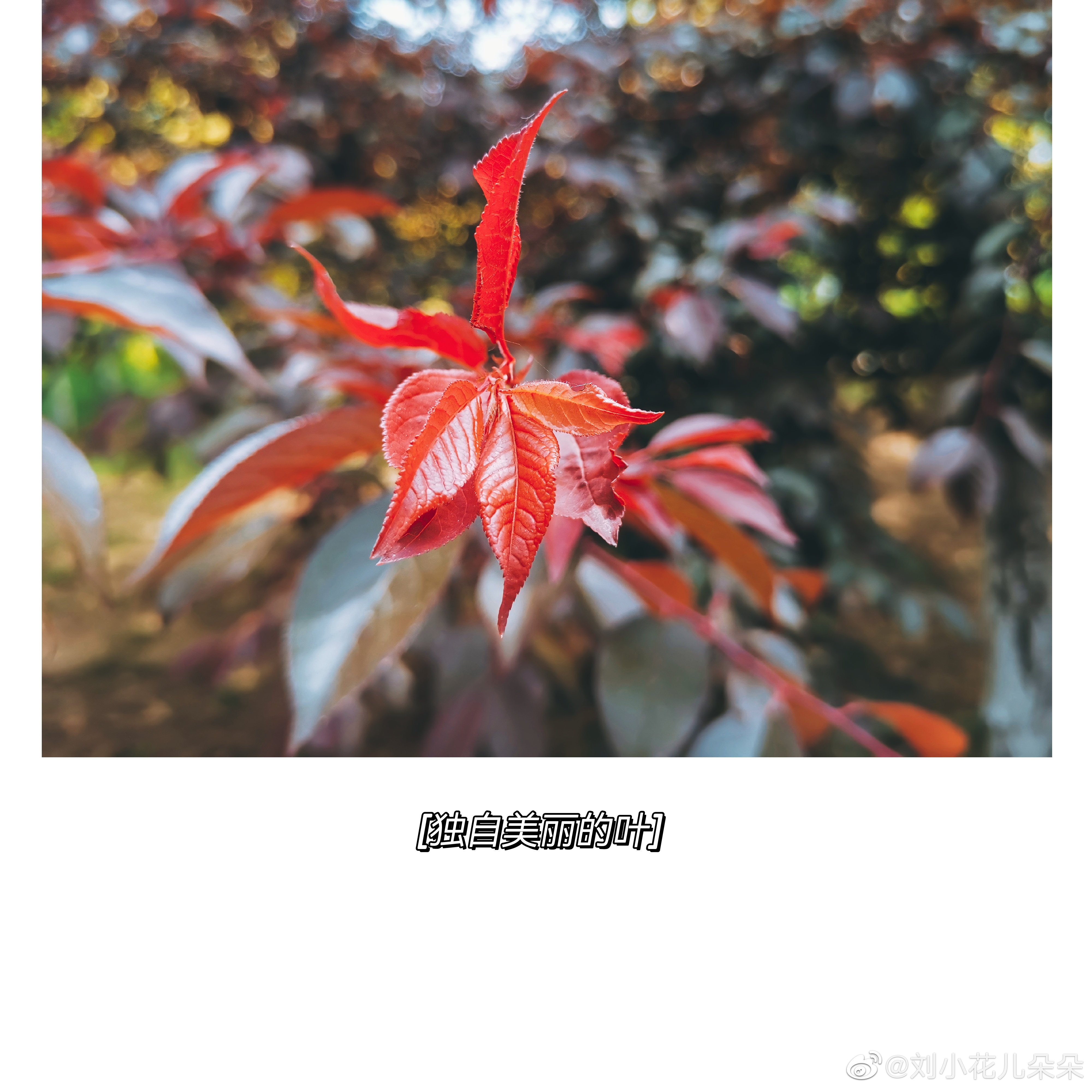 微博图片 3