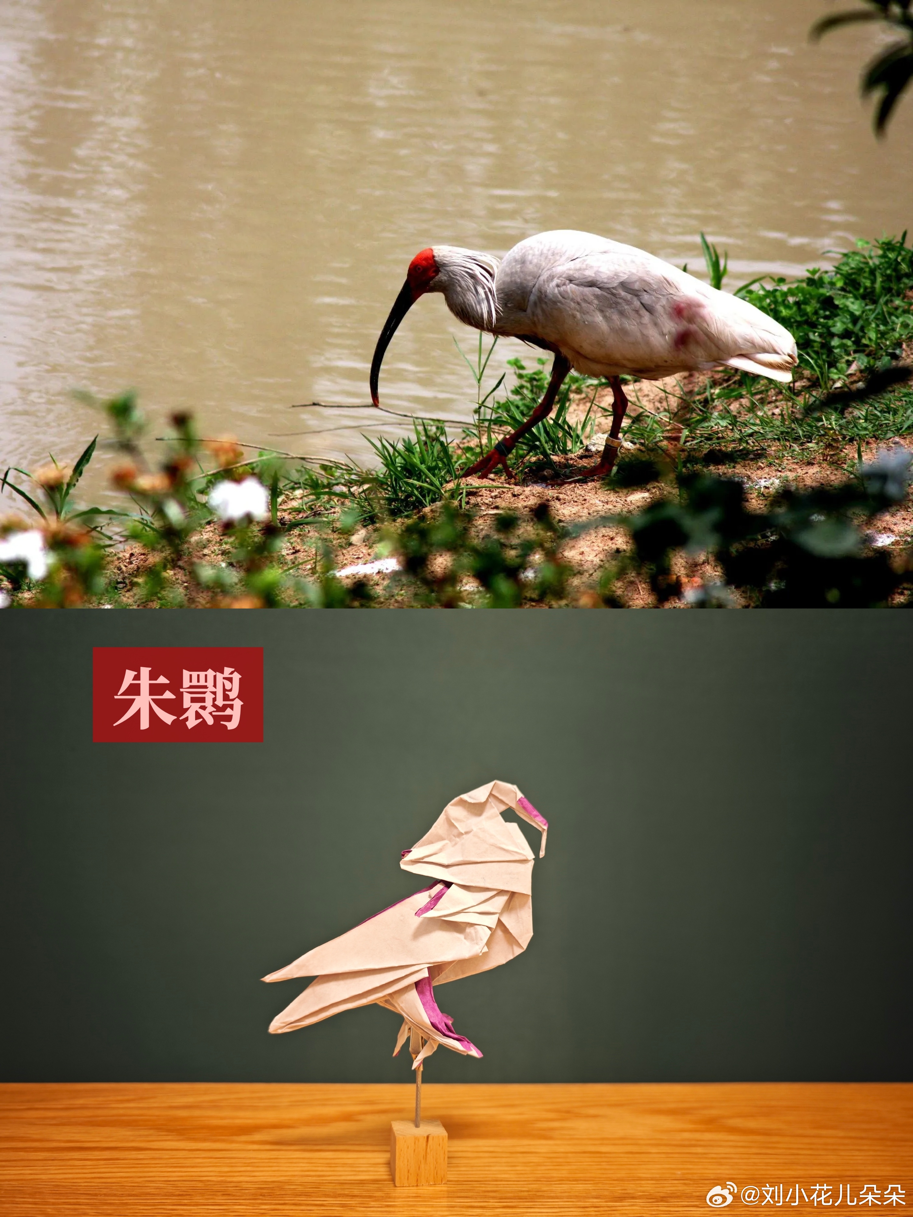 微博图片 3