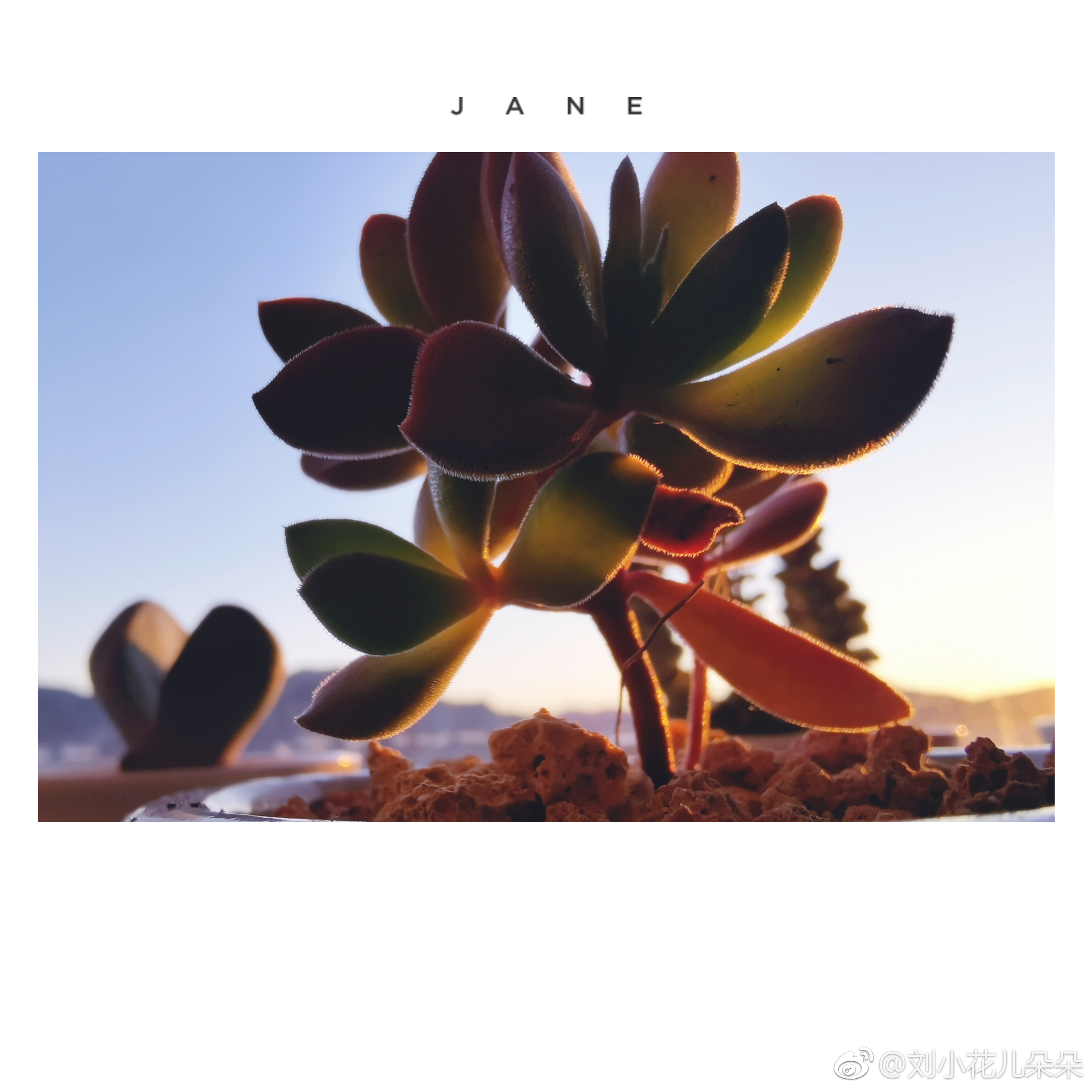 微博图片 1
