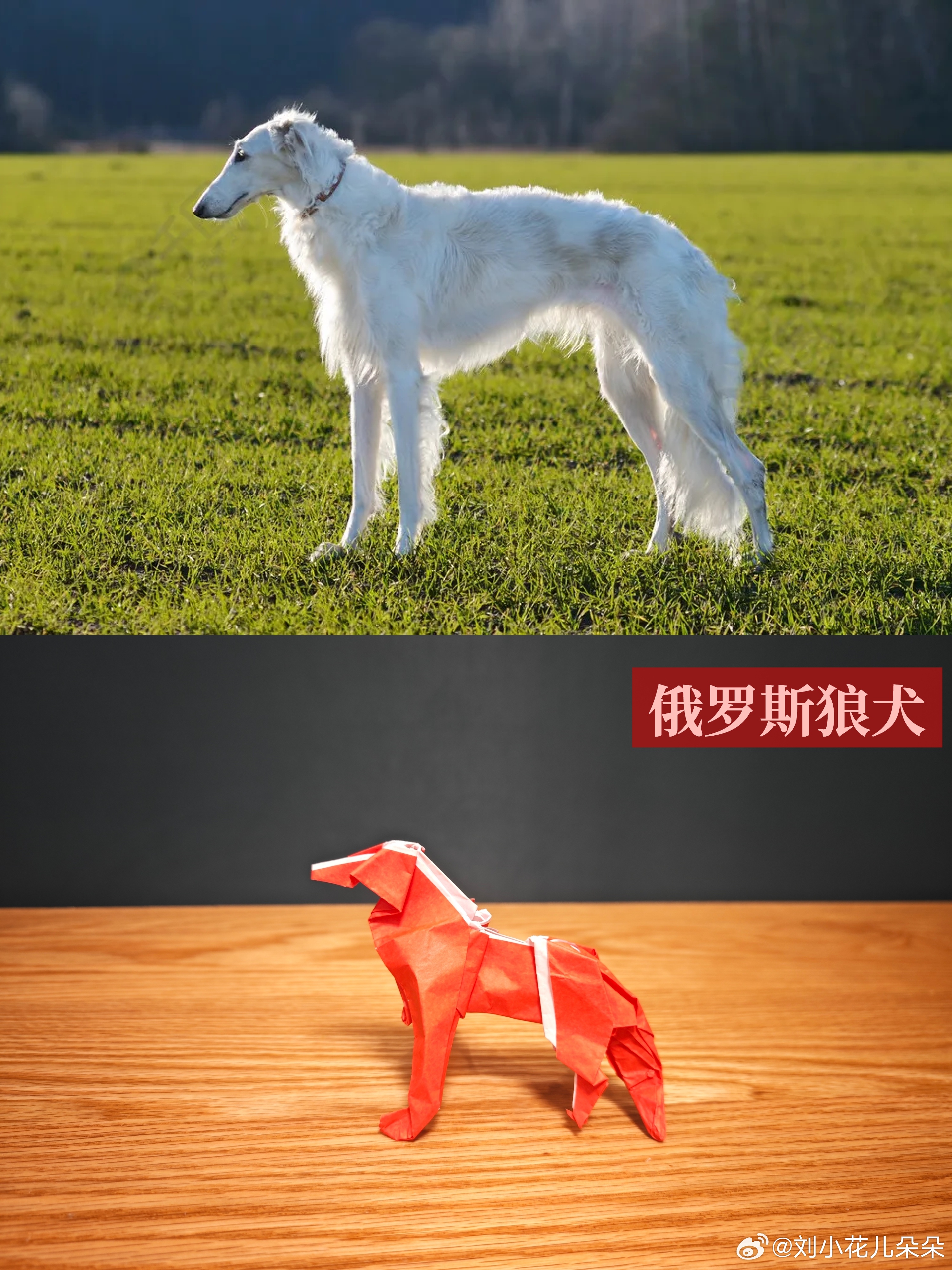 微博图片 2