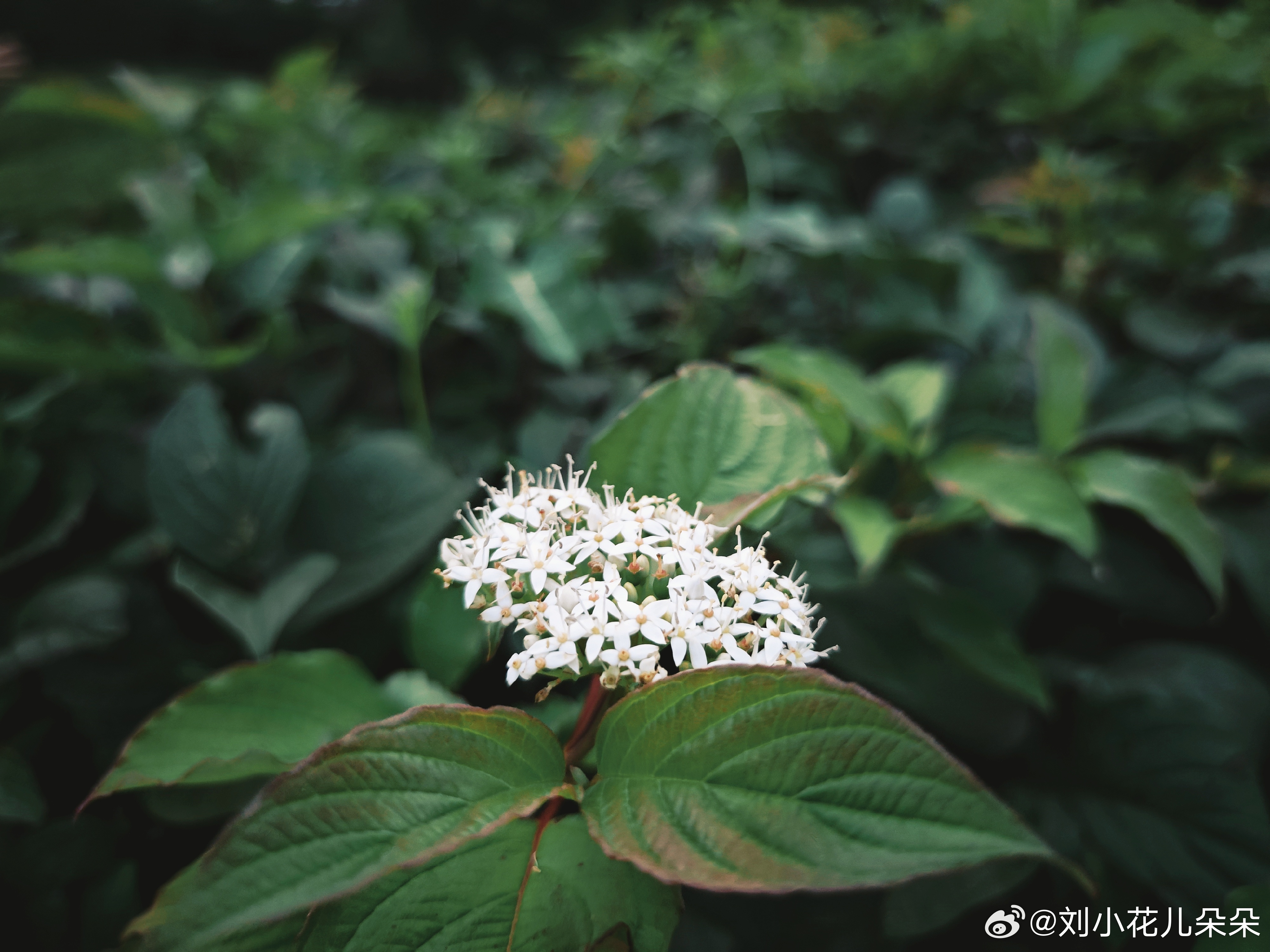 微博图片 8