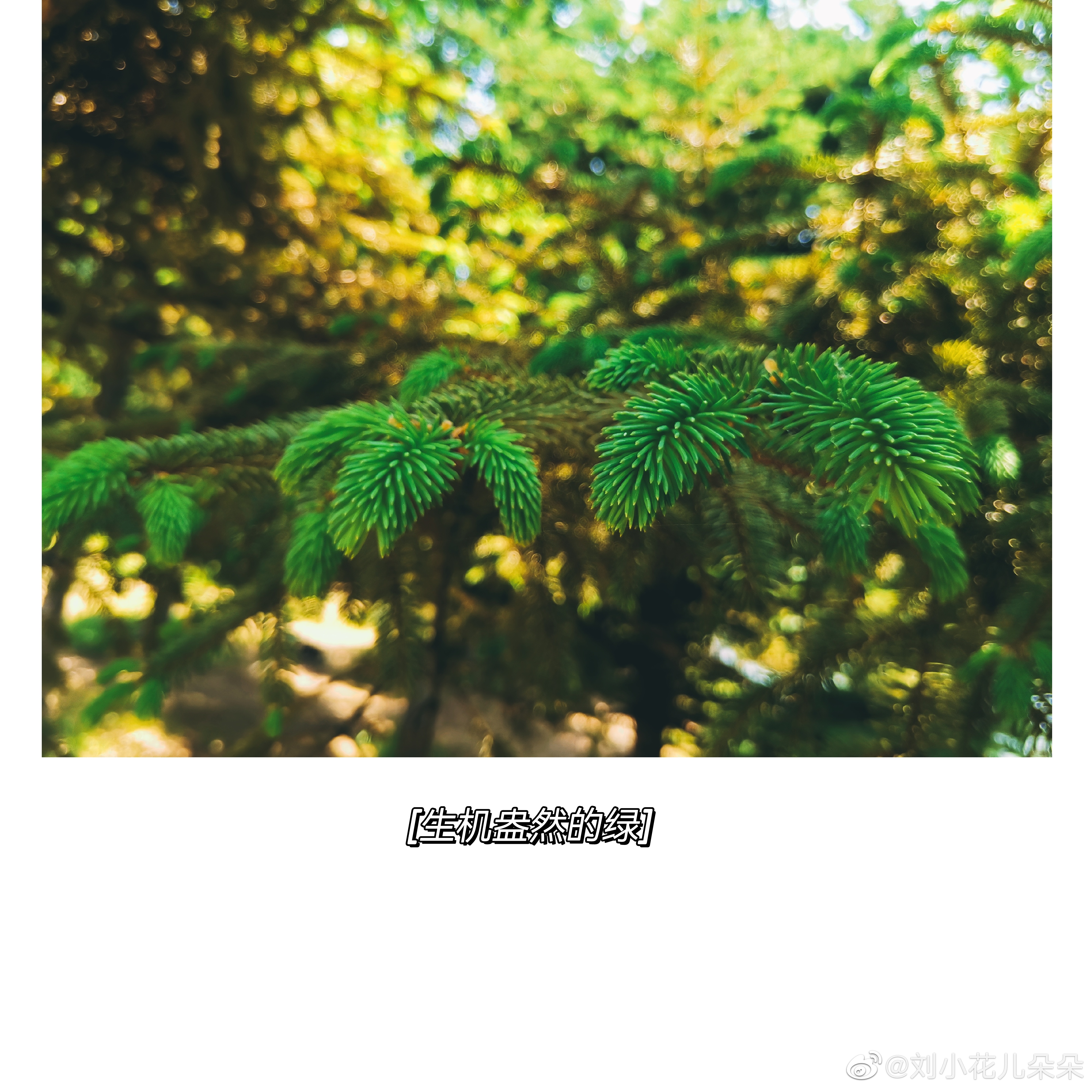 微博图片 6