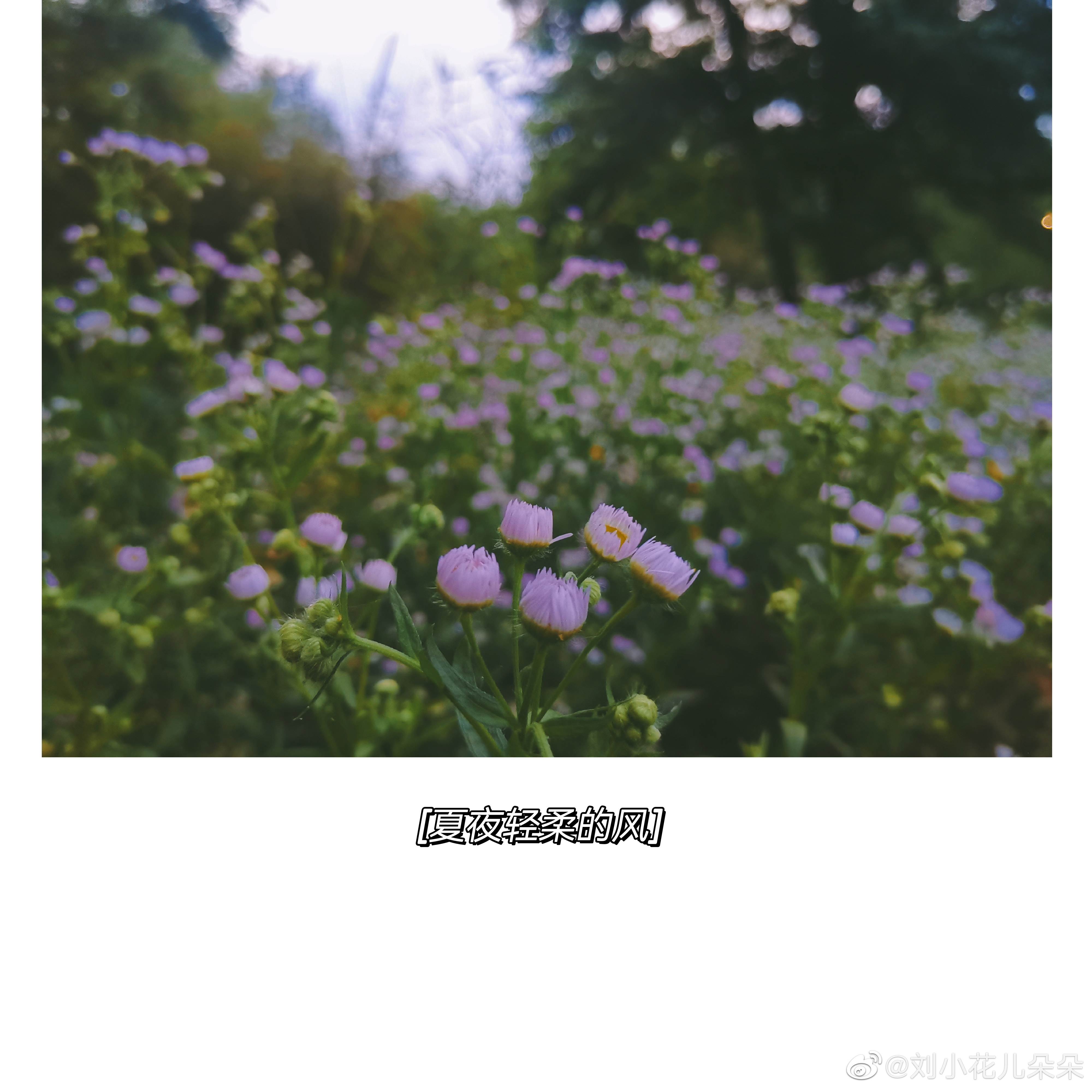 微博图片 8