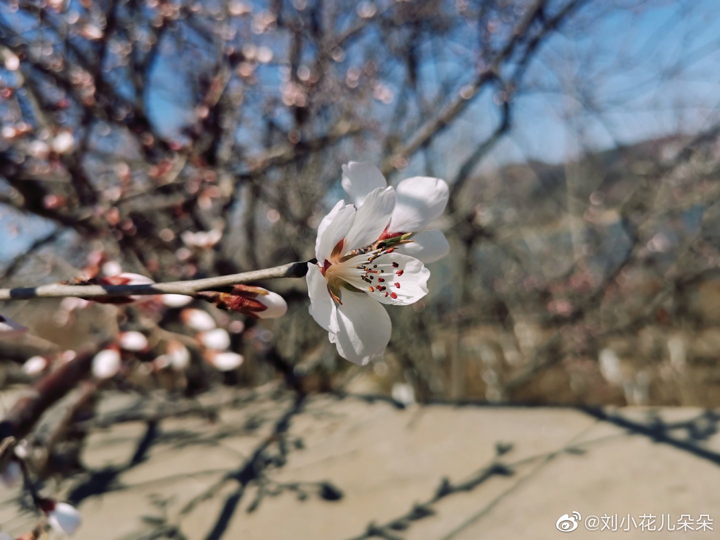 微博图片 3