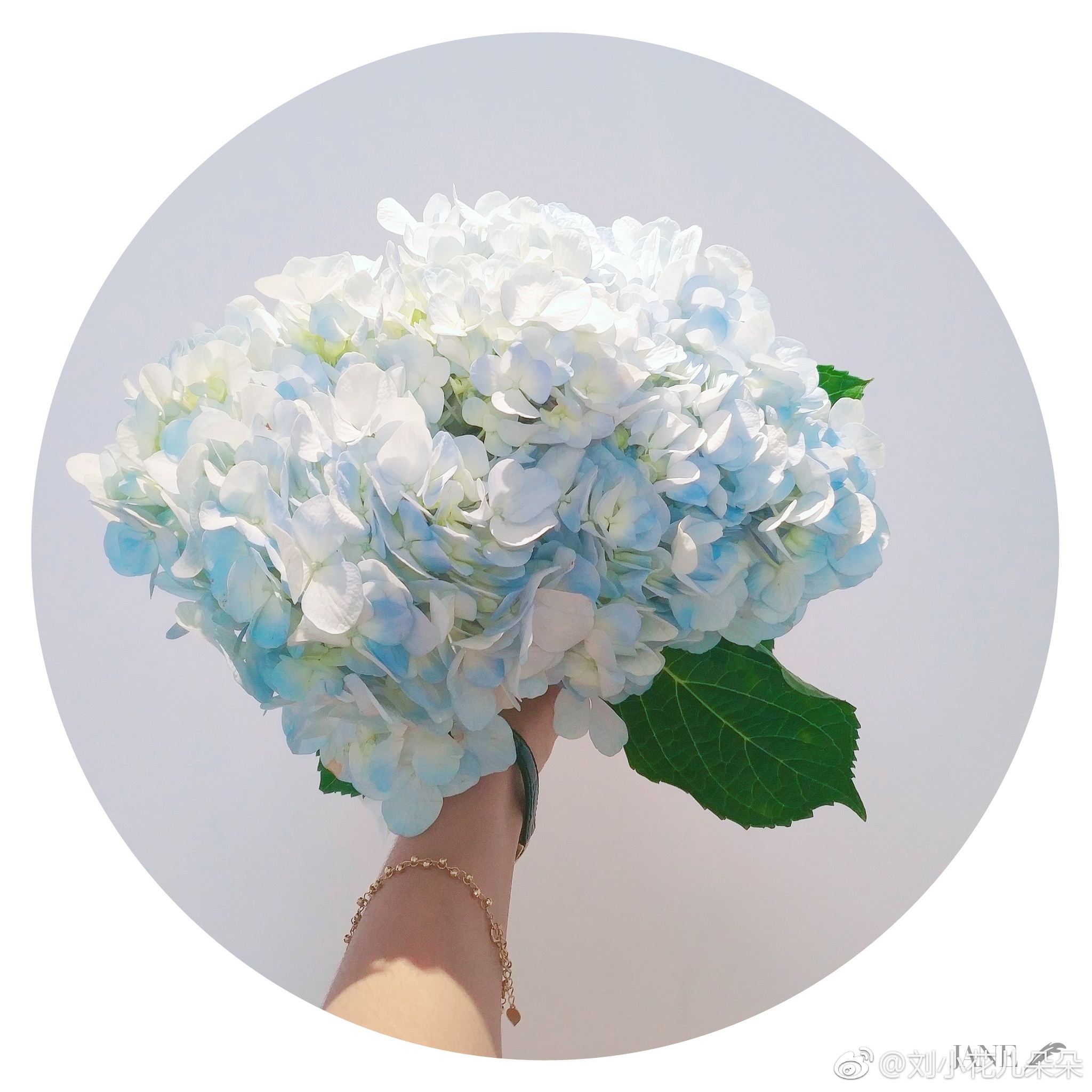 微博图片 1