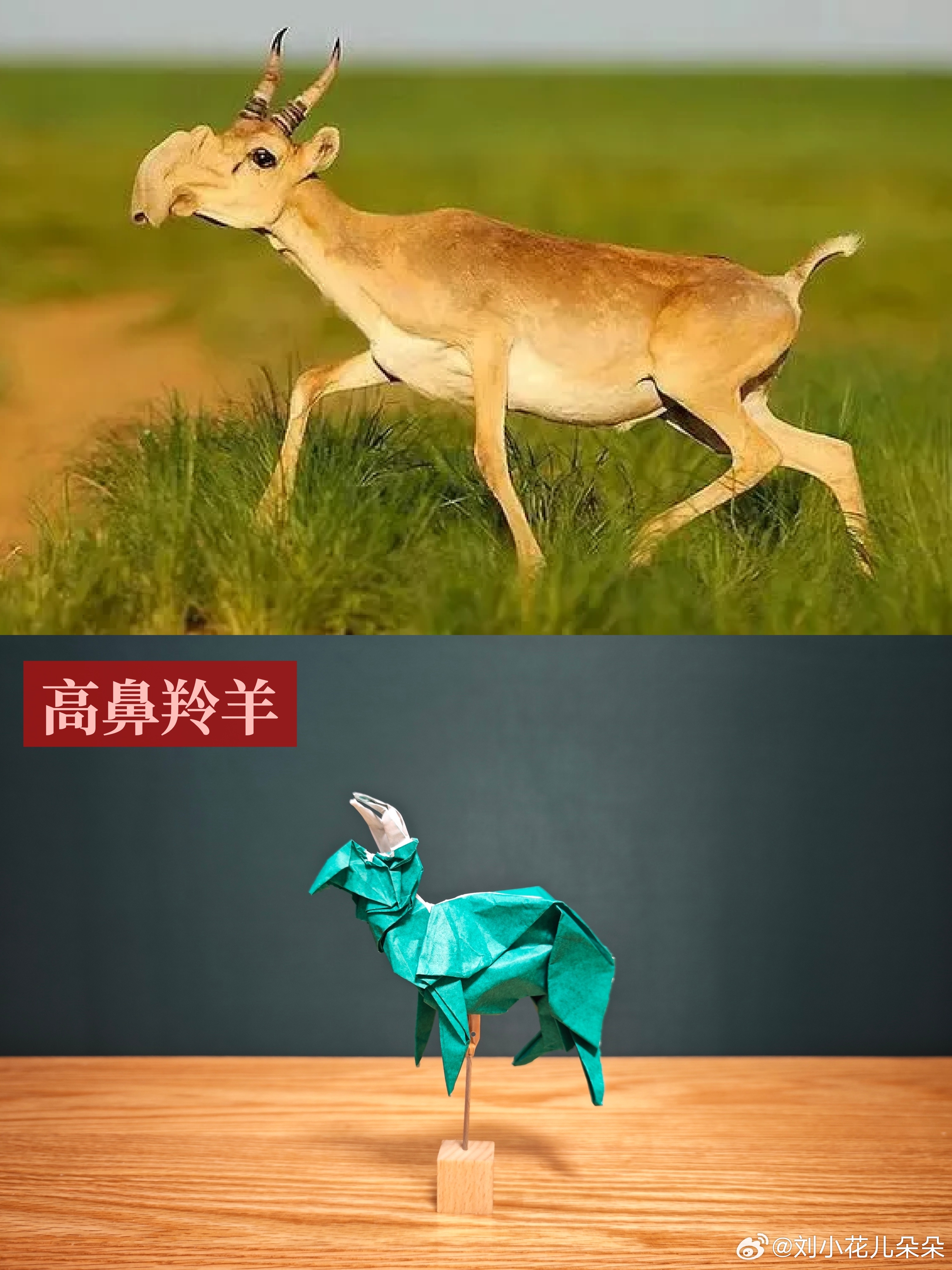 微博图片 4