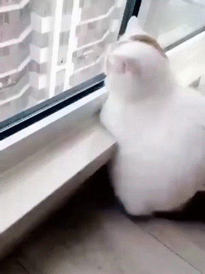转发微博，微博图片 2