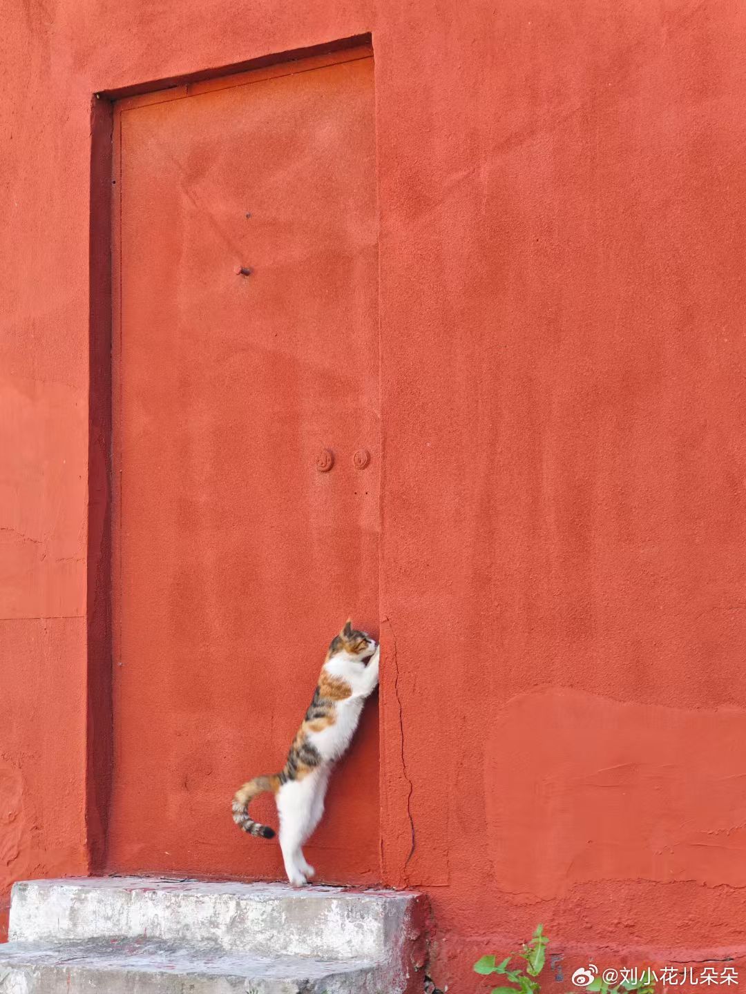 微博图片 6