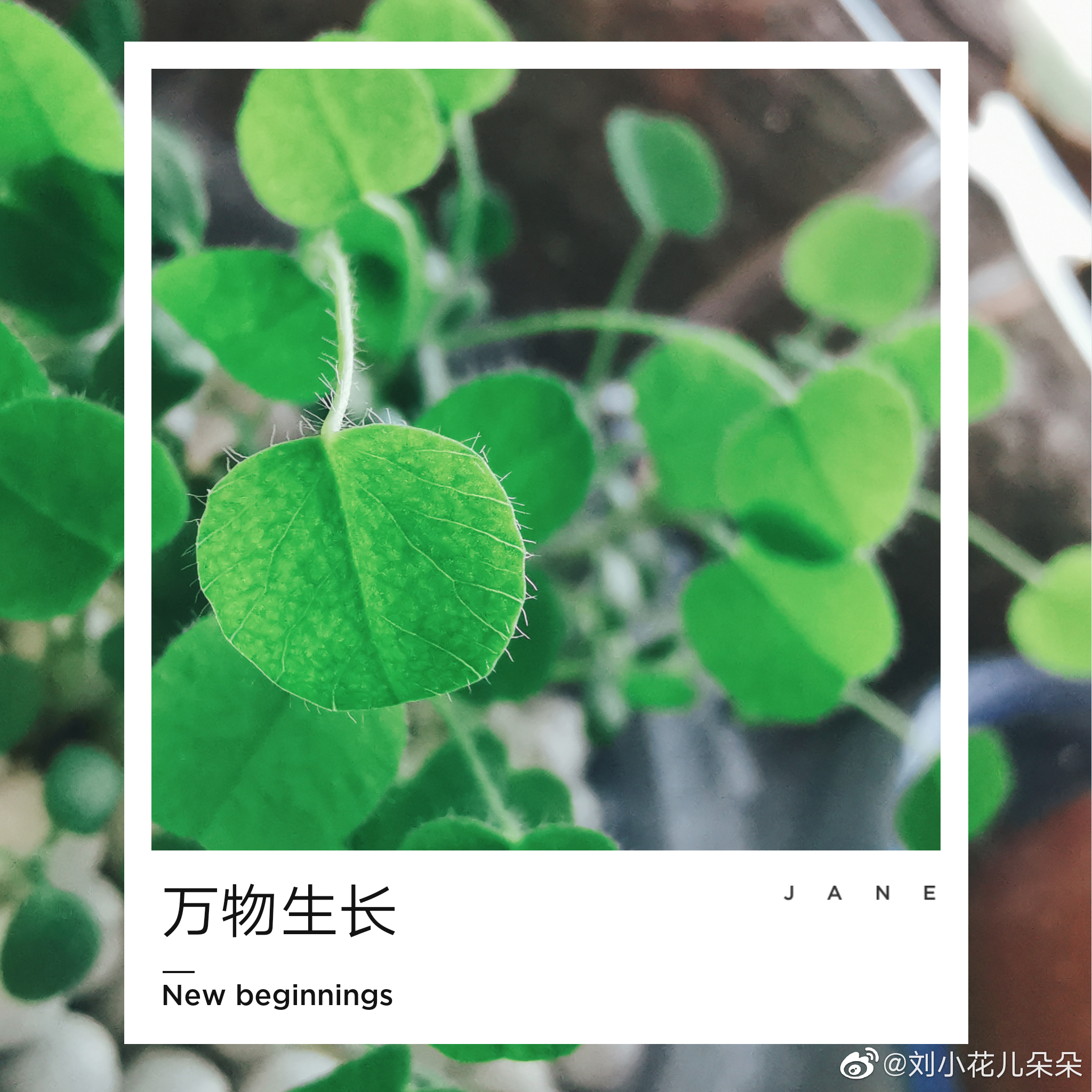 微博图片 1