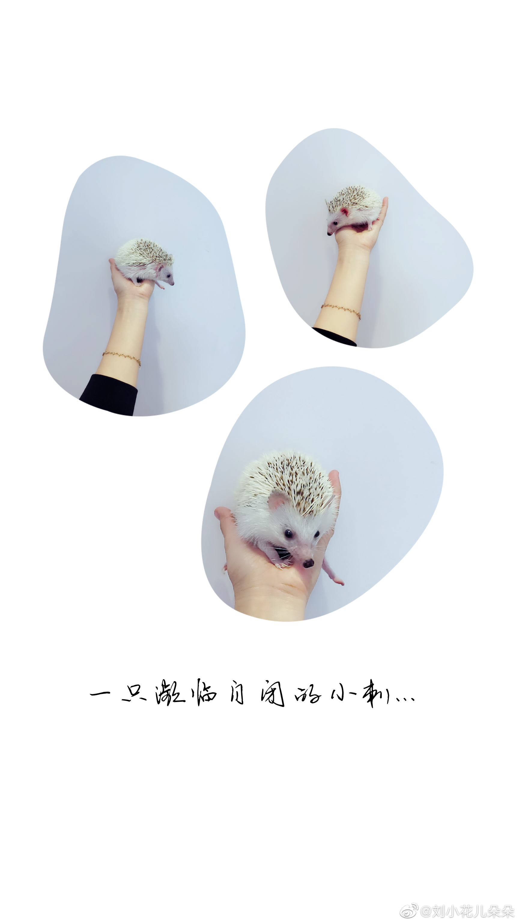 微博图片 1