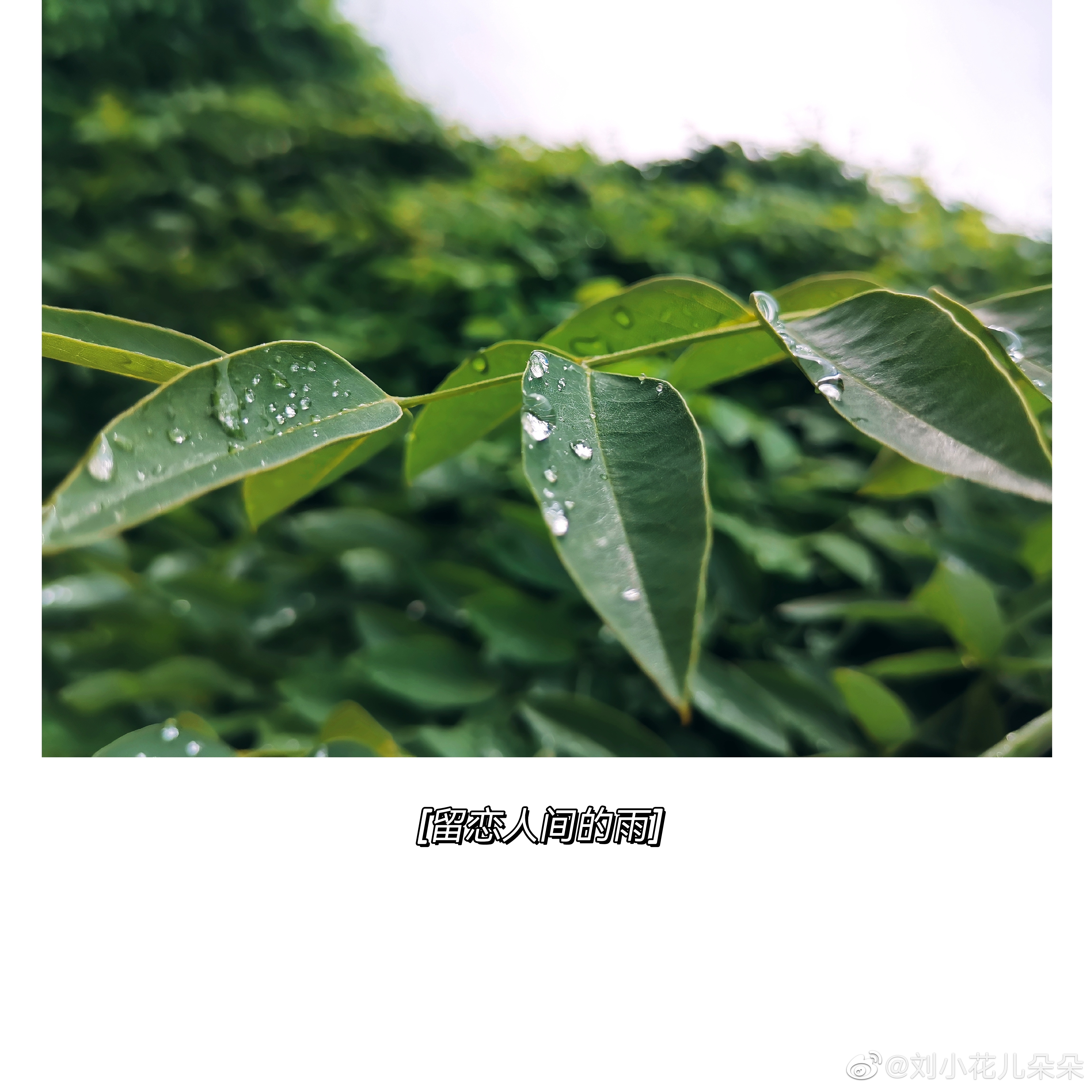 微博图片 4
