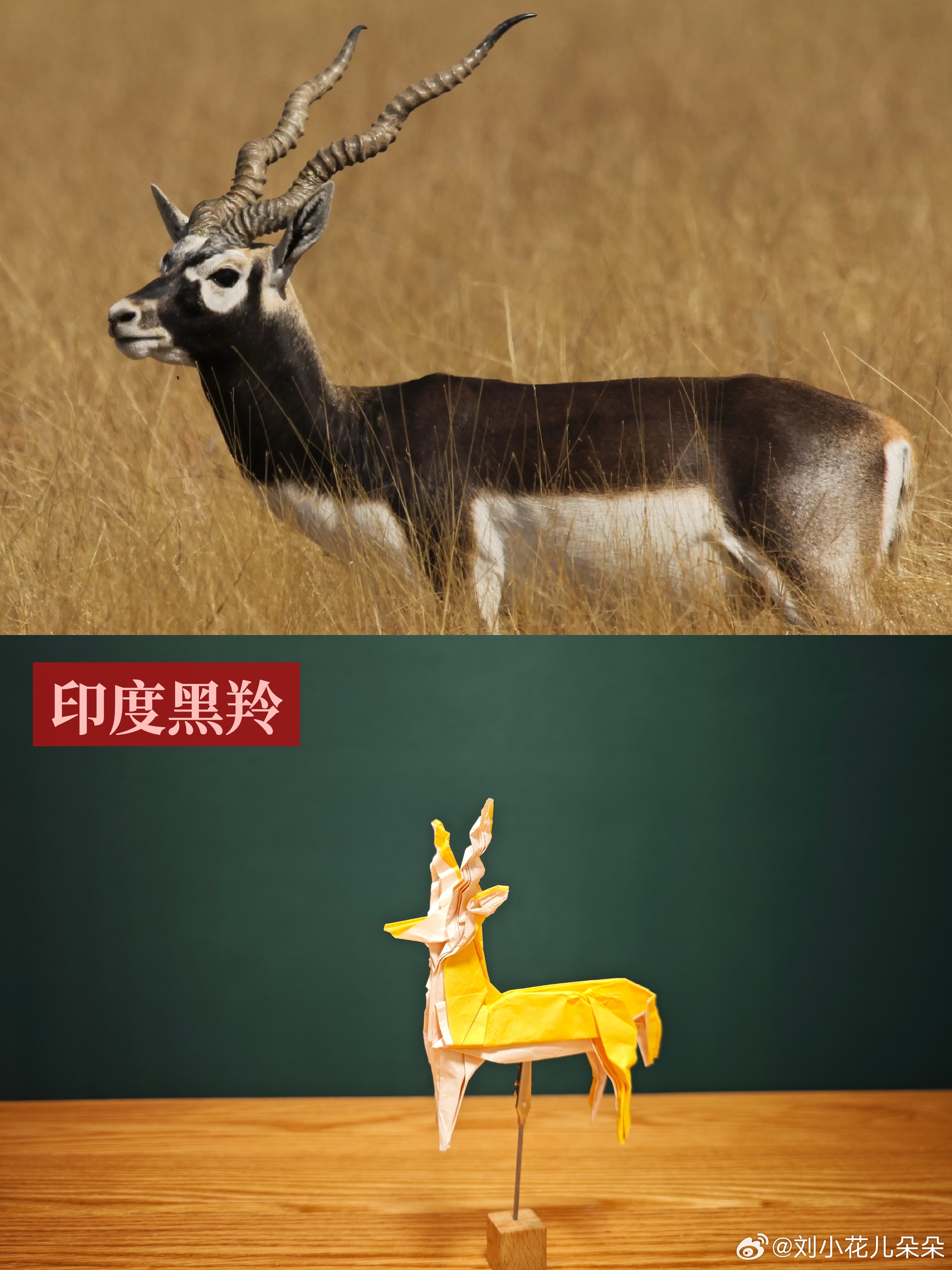 微博图片 5