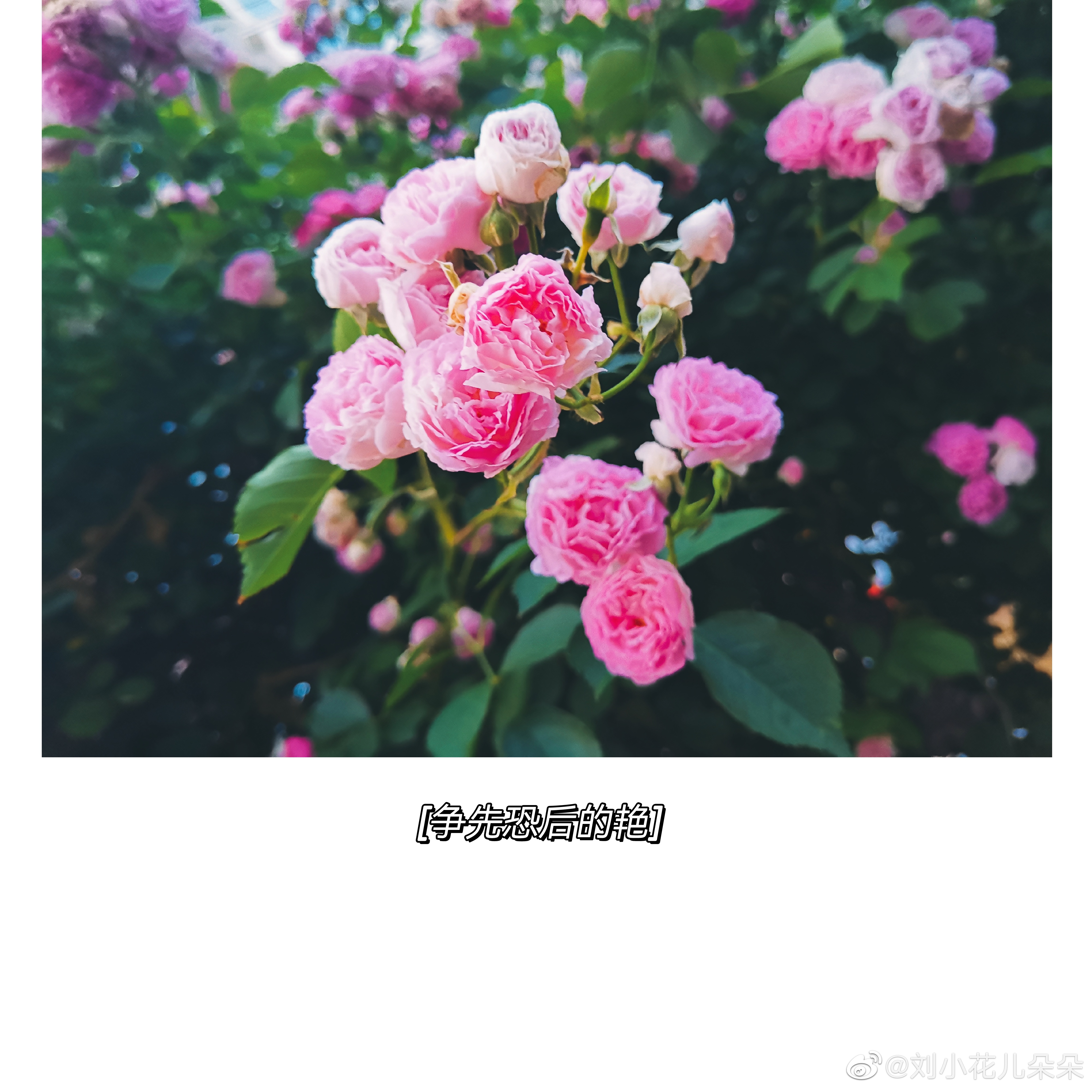 微博图片 7