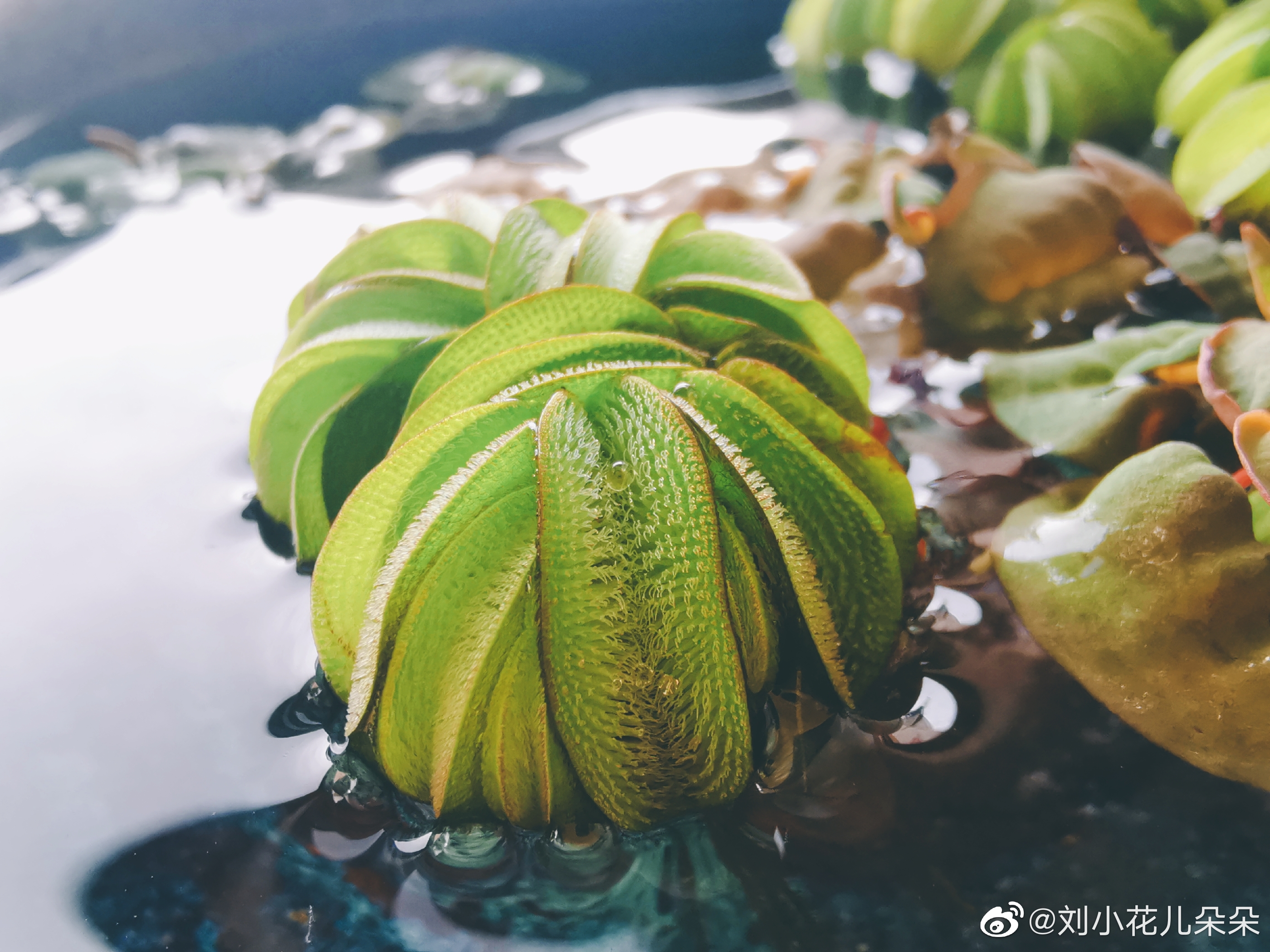 微博图片 1